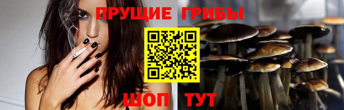 Псилоцибиновые грибы Cubensis  Вход с VPN  Кудымкар 